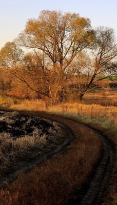 поле степь деревья дорога