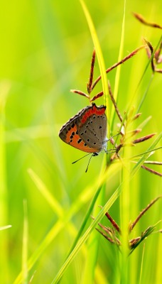 бабочка трава лето