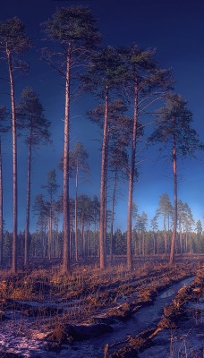 лес деревья песок