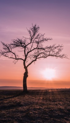 одинокое дерево небо закат