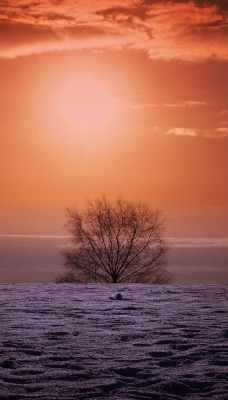 пейзаж дерево кусты озеро небо