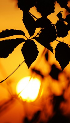 листья закат фокус