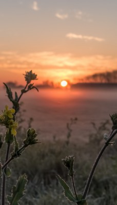 закат деревья цветы