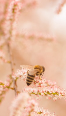 опыление пчела цветение