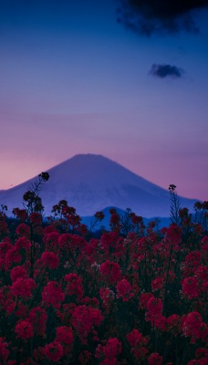 горы небо цветы