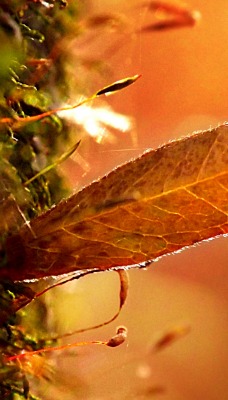 лист трава свет блики