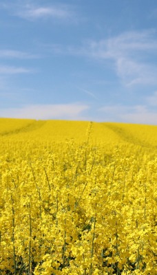 рапс поле небо солнце