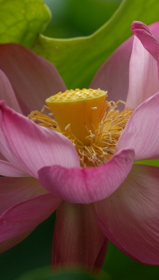 цветок лотос лепестки розовый
