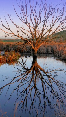 болото дерево степь отражение