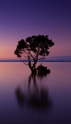 Озеро дерево сумерки