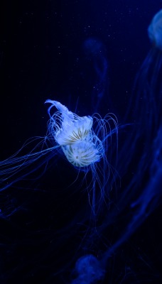 медузы свечение неон