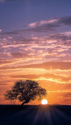 рассвет солнце горизонт дерево
