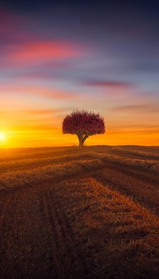 поле осень закат дерево