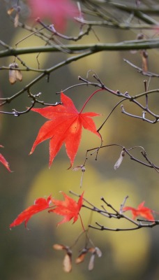 ветки клен красный листья