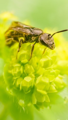 пчела цветы опыление