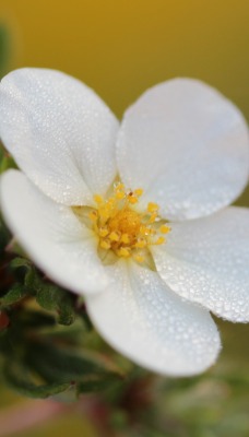 цветок белый капли макро