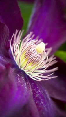 цветок крупный план фиолетовый