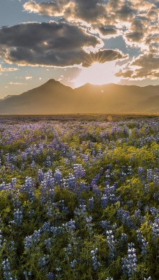 цветочная поляна bluebonnet закат небо