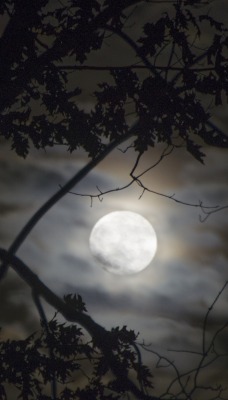 ночь луна силуэты деревья