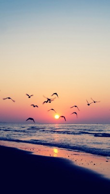 птицы чайки берег сумерки море закат