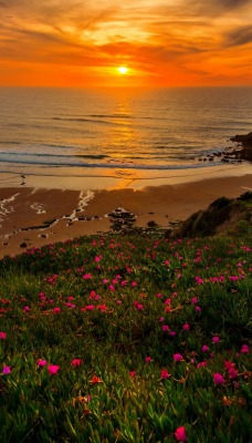закат морской закат холмы берег цветы