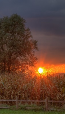 кукуруза поле закат дерево