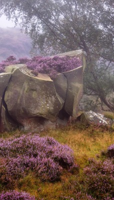 камень туман трава деревья