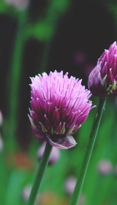 цветок полевой фиолетовый