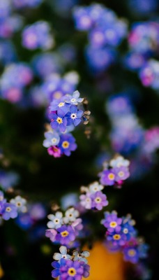 мелкие цветы цветочная поляна лепестки