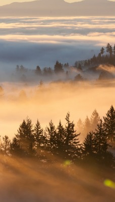 над облаками туман рассвет деревья верхушки