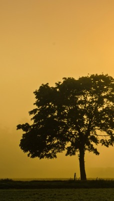 дерево солнце степь туман