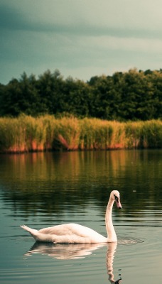 водоем лебедь озеро