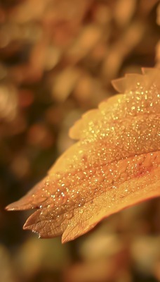 листок капли осень макро