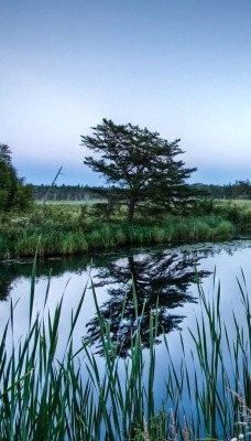 водоем болото озеро утро отражение