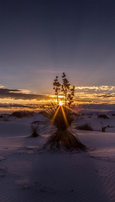 снег куст закат лучи