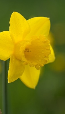 цветок желтый макро