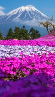 поляна цветы холм гора