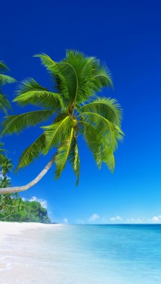 тропики пальмы море пляж песок отдых