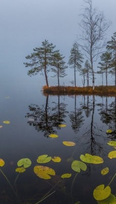 озео деревья кувшинки туман