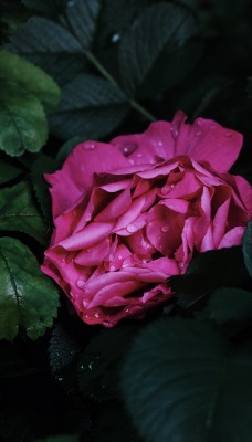 цветок роза кустовая роза листья капли