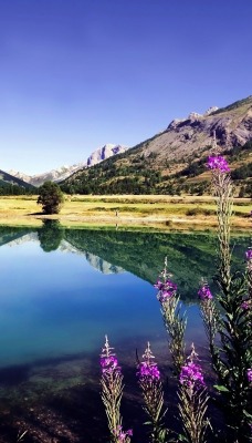 озеро горы куст отражение