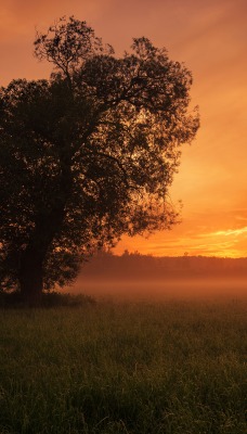 поле дерево закат туман