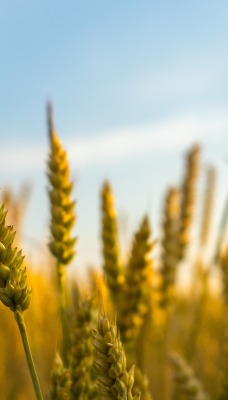 колосья крупный план пшеница лето лучи