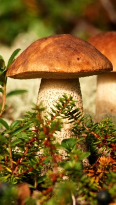 гриб подберезовик крупный план мох
