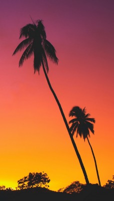 закат пальмы красный закат