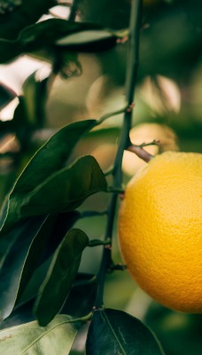 лимон ветка растение цитрус