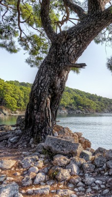 камни берег под деревом море
