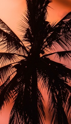 пальма ветви закат силуэт