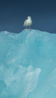 лед чайка айсберг льдина
