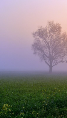 туман утро поле одно дерево